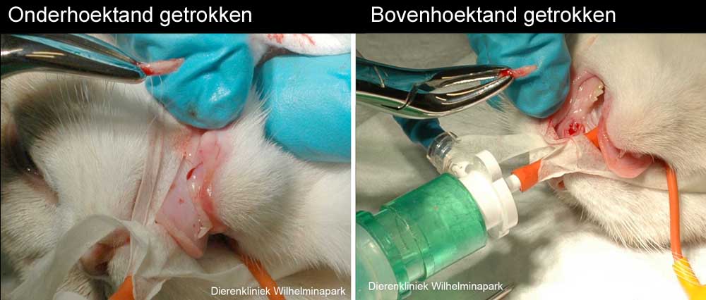 Op deze foto's is te zien dat de melkhoektanden zijn verwijderd
